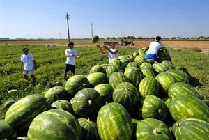 Agricoltura: Di Conza, un altro passo contro i ghetti