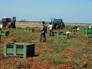 Lavoro nero e caporalato: siglato a Lecce un accordo per il contrasto in agricoltura