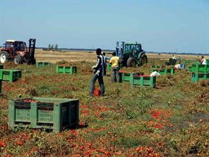 Lavoratori migranti in agricoltura: incontro alla Cisl di Foggia e presentazione di un documentario