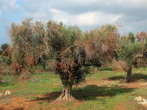 Xylella: Fai Cisl, conferenza stampa unitaria su un tema ‘caldo’ in Salento