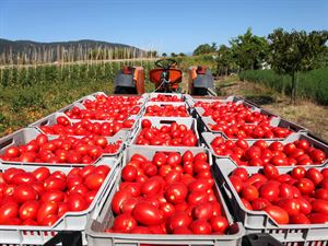 Caporalato: Castellucci, responsabilità penali per chi sfrutta e schiavizza i lavoratori